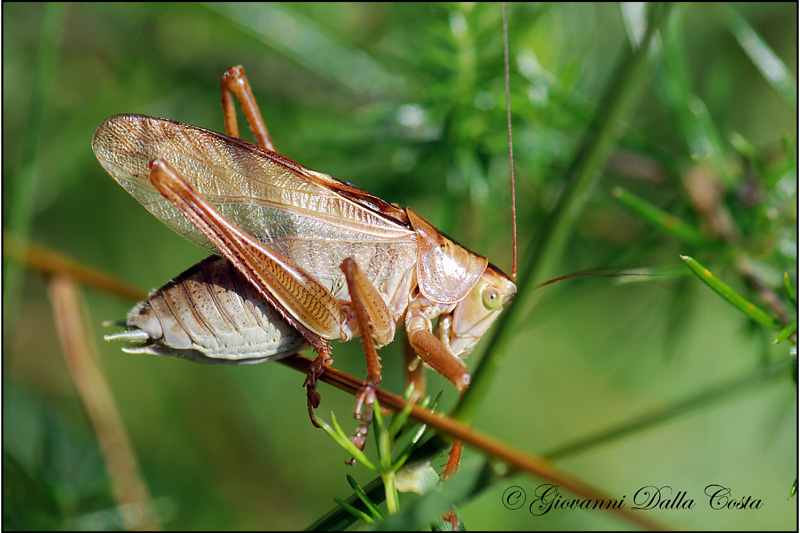 Tettigonia cantans